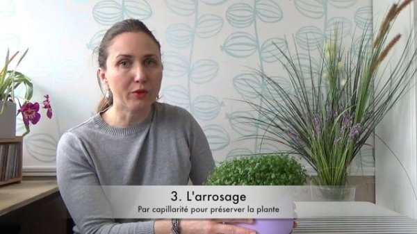 Culture et entretien de l'helxine en intérieur