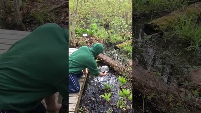Mr. P = The Frog Whisperer смотреть онлайн