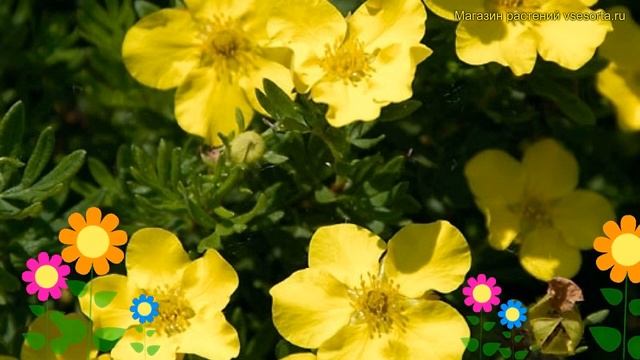 Лапчатка кустарниковая Кобольд. Краткий обзор, описание характеристик potentilla fruticosa Kobold смотреть онлайн