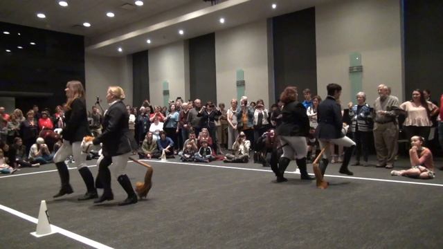 Stick Horse Dressage HIGHLIGHTS