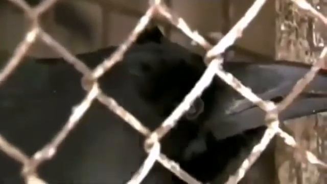 Говорящая ворона смотреть онлайн