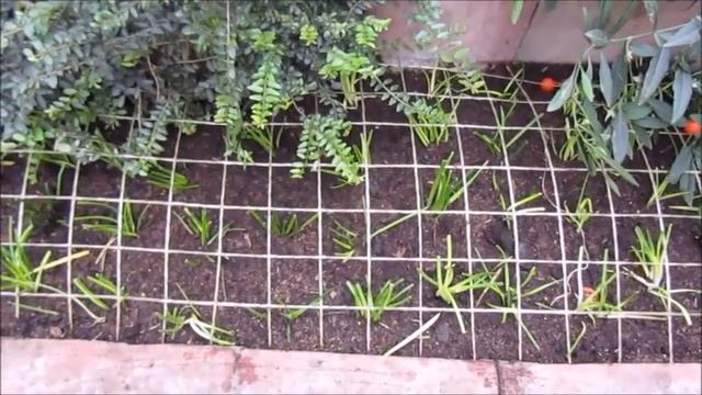 Реконструкция клумбы, начал с зефирантеса. смотреть онлайн