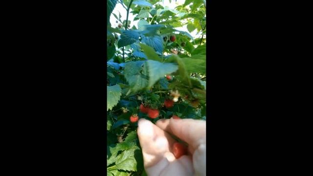 ???Малина 2017, Поход в лес за малиной??? смотреть онлайн