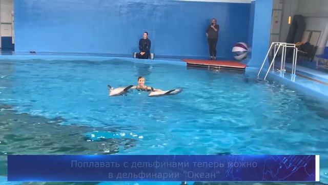 Плавание с дельфинами во Владивостоке смотреть онлайн
