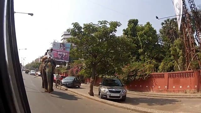 Elephants in Ahmadabad / Встреча со слонами в Ахмадабаде смотреть онлайн