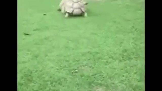 РОЛИК ПОДНИМАЮЩИЙ НАСТРОЕНИЕ смотреть онлайн