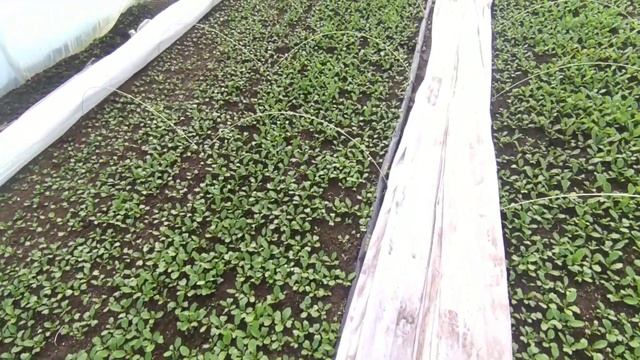 Состояние Редиски Селеста на 10.02.2022 смотреть онлайн