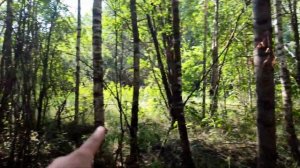 ГРИБЫ ПОПЁРЛИ! Сбор боровиков и подосиновиков в Беларуси! 6 августа 2023