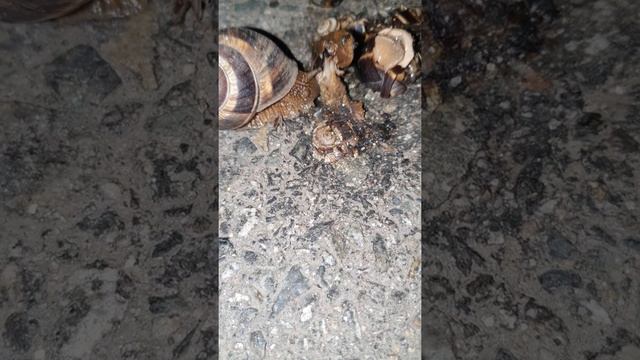 Улитка есть улитку смотреть онлайн