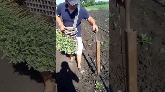Высаживаем томат Aсвон 0,25 га. смотреть онлайн