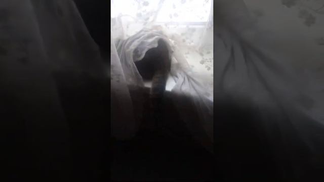 движение хвоста