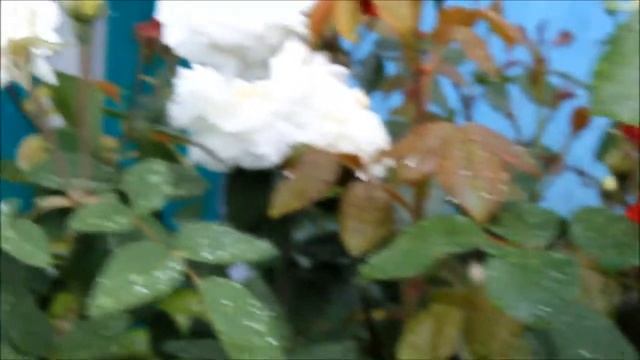 film lotos austin shrub rose susan williams ellis смотреть онлайн