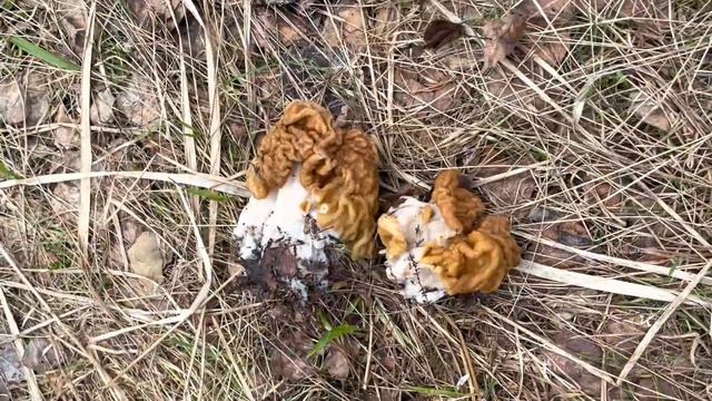 ГИГАНТСКИЕ СТРОЧКИ В САМОМ РАЗГАРЕ! Весенние ГРИБЫ в Апреле! Грибник и Оживающая ПРИРОДА! Грибы 202 смотреть онлайн