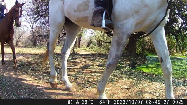 You won't believe what my trail cam captured! смотреть онлайн