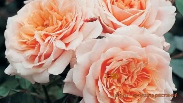 Роза парковая Поль Бокюз (roza-parkovaya-pol-bokyuz) ? обзор: как сажать, саженцы розы Поль Бокюз смотреть онлайн