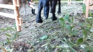 Шляйх/schleich сериал "Неудача новенькой"1сезон  4 серия