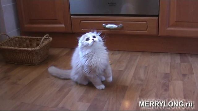 Котик хайленд-фолд кремовый с белым. Merrylong's Norton смотреть онлайн