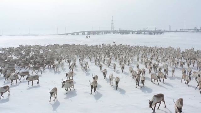 Ненцы. Ямал смотреть онлайн