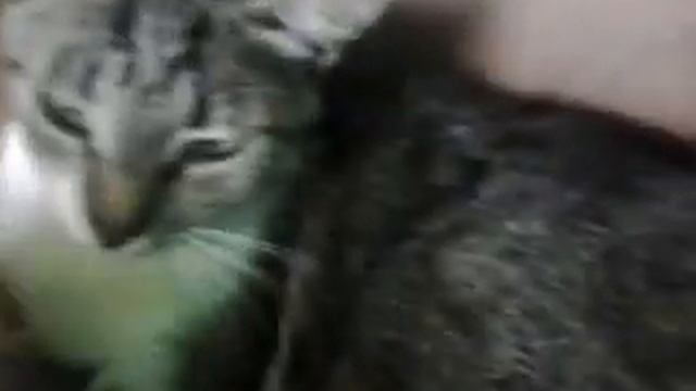 Бездомные котята только открыли глаза