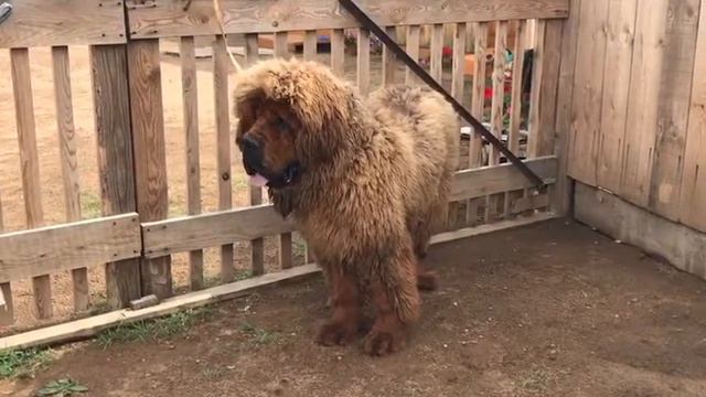 Тибетский мастиф