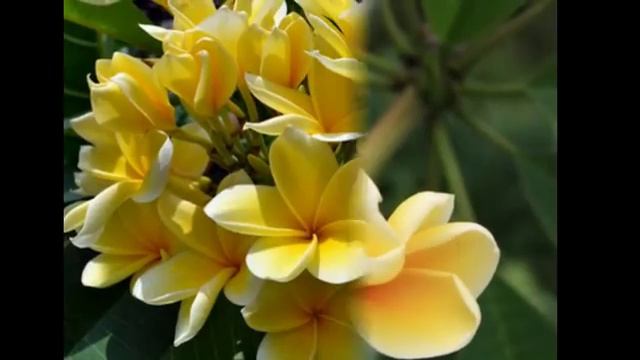 Цветы и растения-Алламанда смотреть онлайн