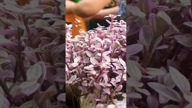 Hoa mọc từ đất, mây bay trên trời. Duyên ngắn gặp gỡ rồi đi, duyên sâu cùng đi đến cuối con đường 🎶 смотреть онлайн