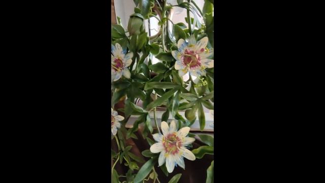 Пассифлора (маракуйя) из полимерной глины. смотреть онлайн