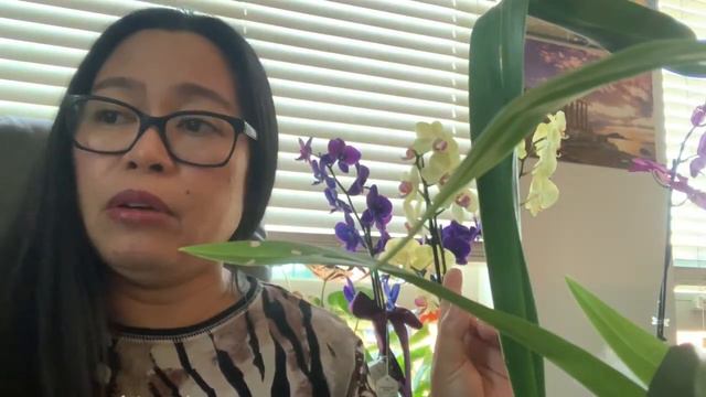How to rebloom your Orchids смотреть онлайн