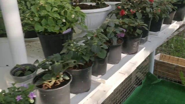 Дихондра Серебристый Водопад в Подмосковье смотреть онлайн