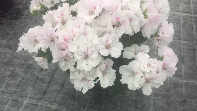 Mona Lisa White - Pelargonium Grandiflorum смотреть онлайн
