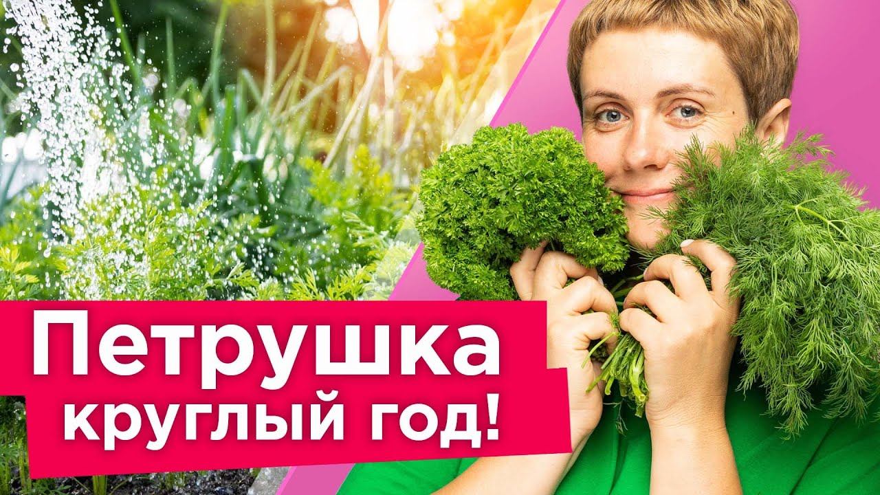 ПЕТРУШКИ БУДЕТ НАВАЛОМ, если сделать так осенью! Свежая петрушка круглый год без хлопот смотреть онлайн
