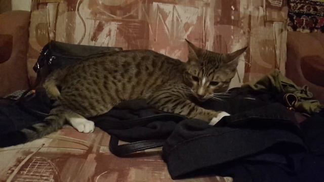 Прикол с котом.Улыбающийся кот...