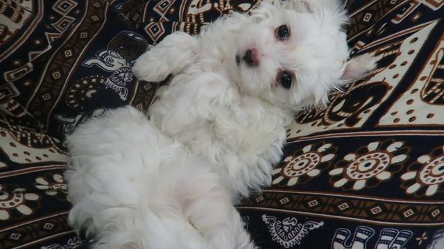 ПОСЛЕДНИЕ НОВОСТИ | ПРОДАЮ ЩЕНКОВ ? смотреть онлайн