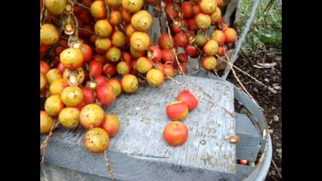 Бутия( Butia)-желейная пальма,созревшие плоды...