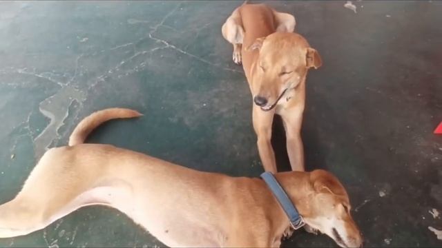 Oppo Reno 8 နဲ့ ကျွန်တော်! смотреть онлайн