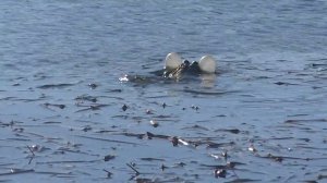 челлендж: надуваем жабу