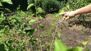 Летняя обрезка ШЕЛКОВИЦЫ!