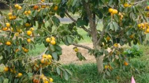 Как вырастить Хурму Из Косточки В Домашних Условиях