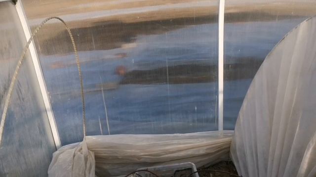 #фригосадоваяземляника Как сохранить сорта садовой земляники. смотреть онлайн