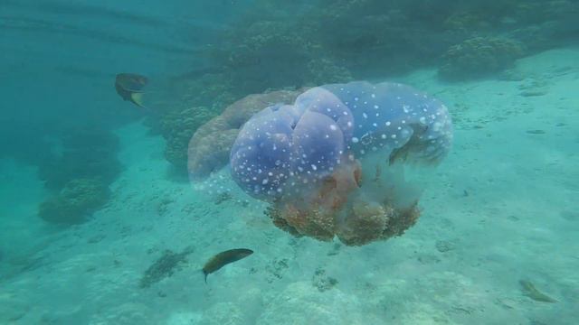 Underwater Wonders + Relaxing Music | The Best Sea Animals for Relaxation #starfield Video #22 смотреть онлайн