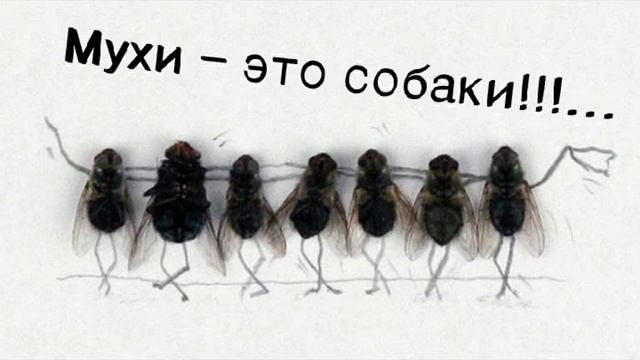 Мухи это собаки! смотреть онлайн