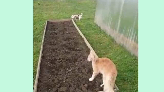 СОСЕД МЭЙН КУН.mp4 смотреть онлайн