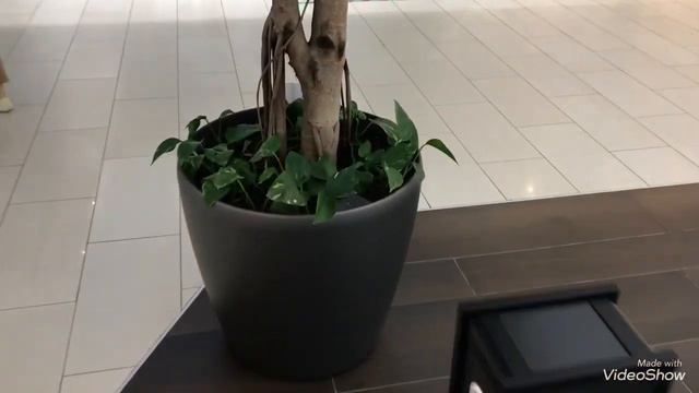 Цветы в Меге.Не смогла пройти мимо.... смотреть онлайн
