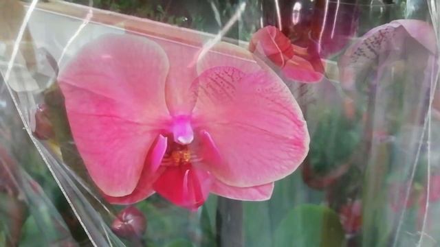 Дасти бель, Фронтера, Претти романс и другие орхидеи с названиями в Леруа Мерлен г. Омск. смотреть онлайн