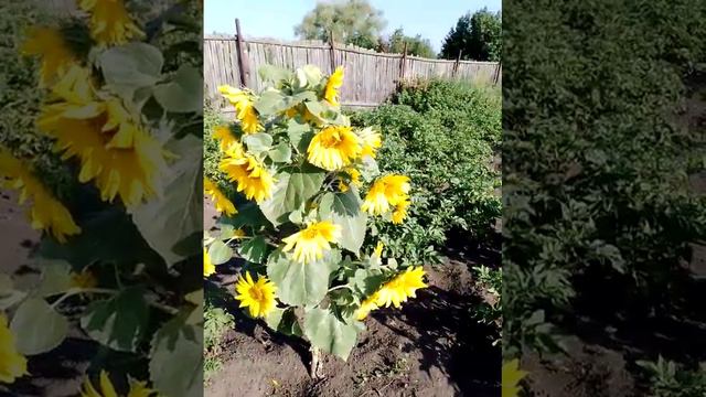 привет 👋 я из Кургана 💖 Вы откуда ? эти цветы для вас 😍 смотреть онлайн