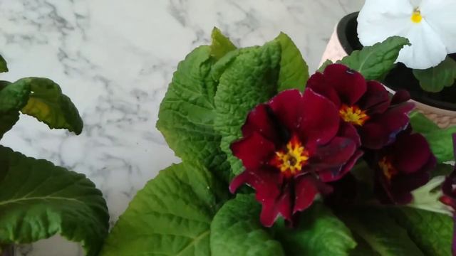 çuha menekşesi ve hercai menekşesi bakımı смотреть онлайн