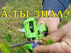 Прививка с помощью секатора - ЛЕГКО И ПРОСТО! ???