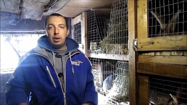 Как определить пол у крольчат! / Когда время ставить маточник Крольчихе! смотреть онлайн