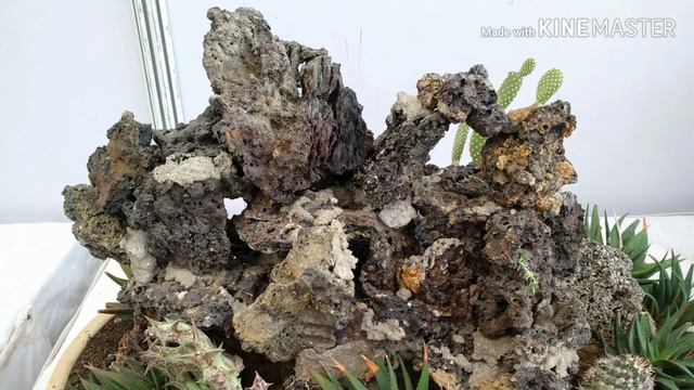 Ahmedabad Flower Show 2019 | Bonsai Plants - Part 2 смотреть онлайн