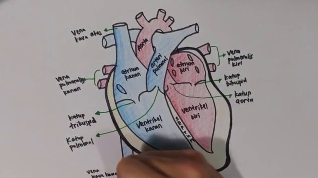 Jantung PART 1 (Struktur Anatomi): Di mana letak pembuluh darah koroner jantung? смотреть онлайн